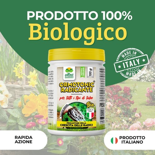 Ormone radicante per - radicante, sviluppo