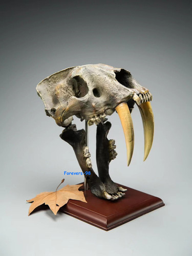 Smilodon saber tooth tiger - smilodon,