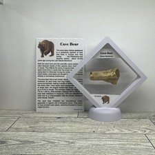 Orso delle caverne Ursus