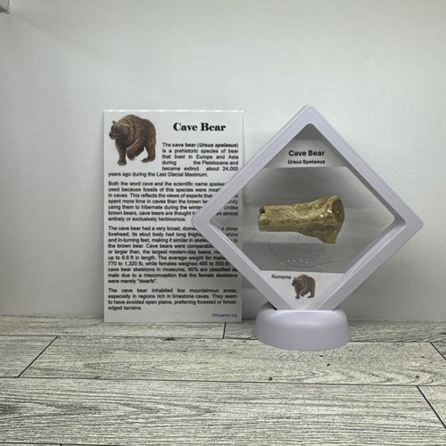 Orso delle caverne - , ursus