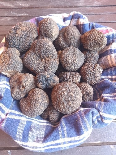 Tartufo nero estivo tuber - nero, (tuber