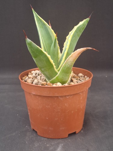Agave celsii marginata