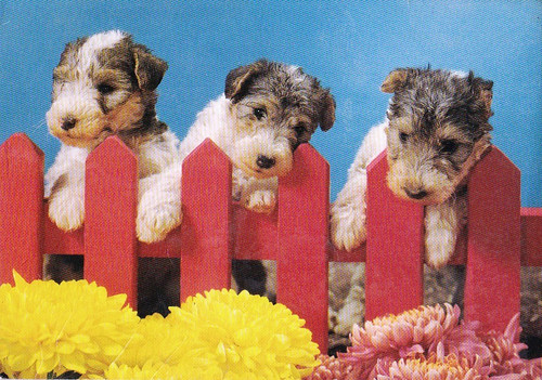 Cartolina fox terrier - cartolina, ***