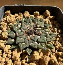 Ariocarpus kotschoubeyanus v