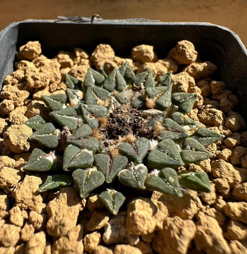 Ariocarpus kotschoubeyanus - , v