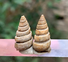 10 Carati Genere Turritella