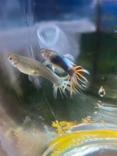 GUPPY HB RED CROWNTAIL