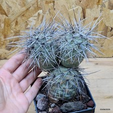 Tephrocactus alexanderii v
