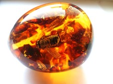 Uovo - Un Souvenir Con Ambra Baltica E Interno - Fossil Insetti