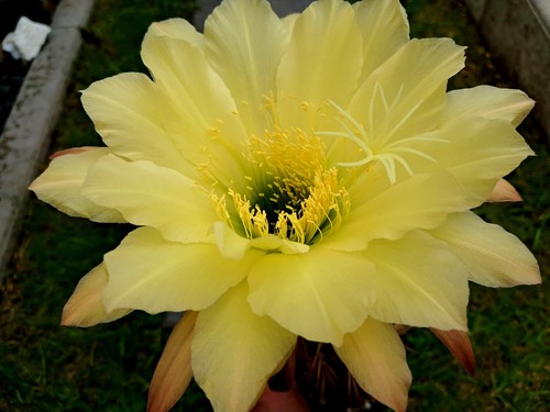 Trichocereus ibrido 2007 03 - trichocereus-ibrido, sp.2007.03