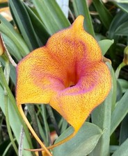 Masdevallia Circe 'Velvet Glow' Select NEW pianta da fiore orchidee Dracula