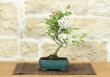 Bonsai di Melo da fiore in