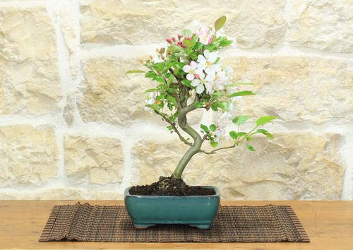 Bonsai melo fiore in - bonsai, di