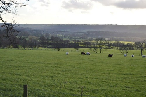 Photo 6x4 sheep grazing maple - 6x4,