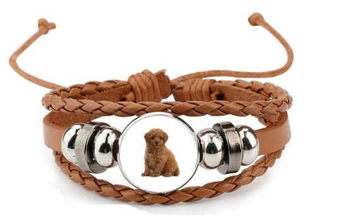 Toy poodle dog pet - poodle, family