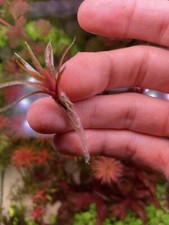 Piante Rare Acquario