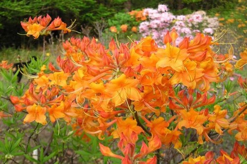 Tipsy tangerine aromi azalea - tangerine~aromi,