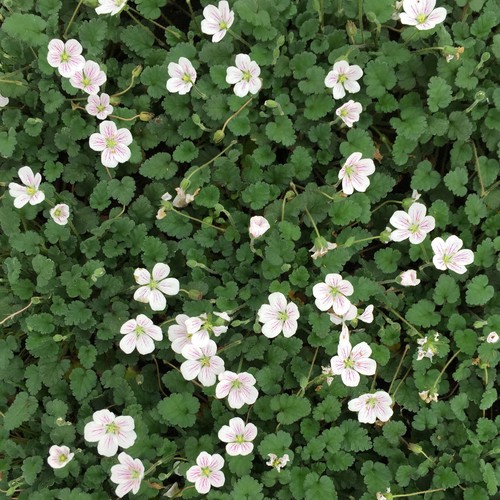 Becco airone erodium - di,