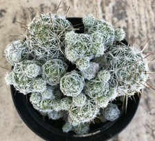 Mammillaria Gracilis Fragilis