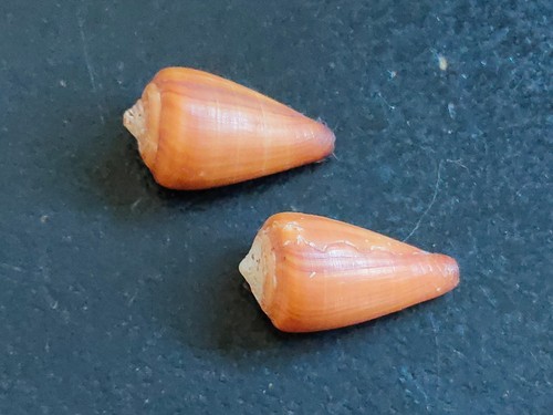 Conchiglia shell conus - conchiglia,