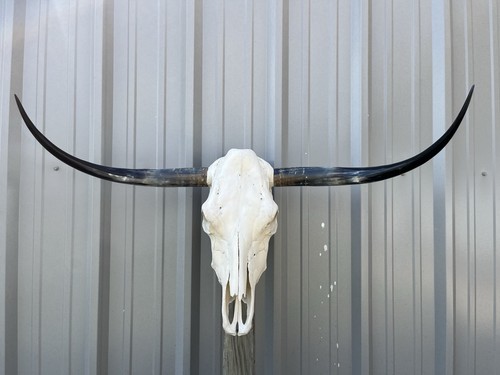 Longhorn teschio sterzo 3 - longhorn,