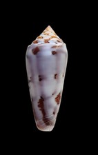 SHELL CONCHIGLIA CONUS GUBERNATOR mm.73 beautiful pattern MADAGASCAR