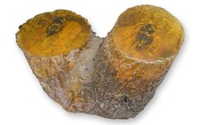 La cicala artificiale fossile