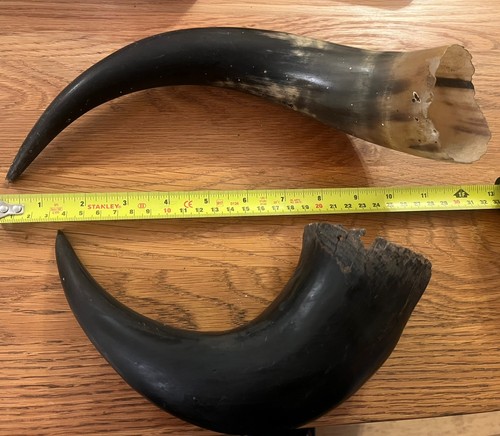 Vintage cow horn ethically - cow,