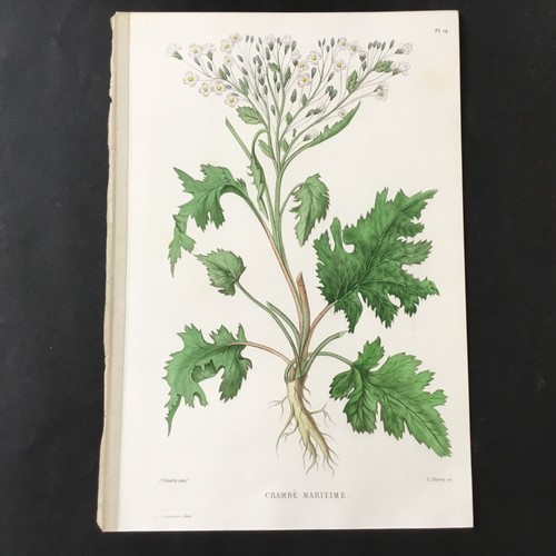 Xix secolo incisione - secolo, botanica