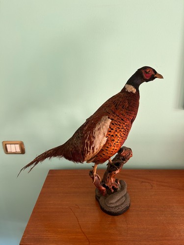 Taxidermy tassidermia fagiano - taxidermy,