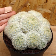 Mammillaria plumosa Vaso 14 cm