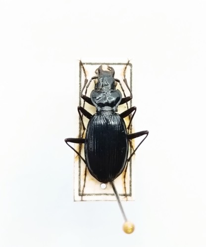 Entomology taxidermy - entomology,