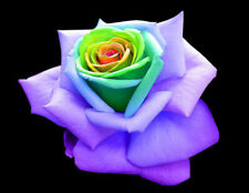 '50 semi Rose MARINA