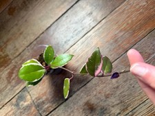 Hoya Carnosa 3,5" 'Flamingo