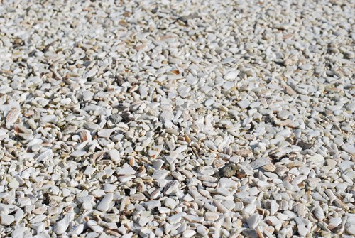 Oyster shell bird - bird, grit