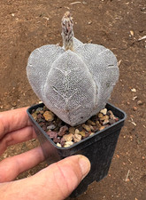 ASTROPHYTUM MYRIOSTIGMA CV