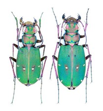 Cicindelidae, Cicindela