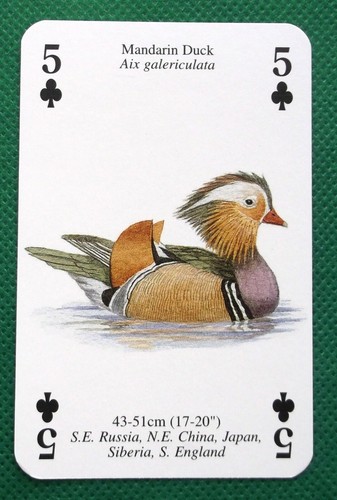 Playing card exotic birds - x,