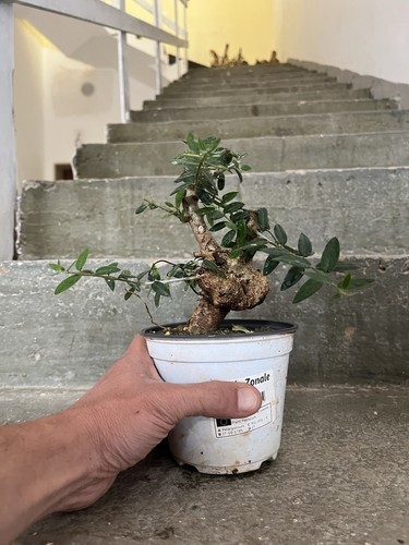Bonsai olivastro mame - bonsai,