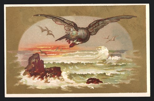 Figurina uccellino marino che - figurina,