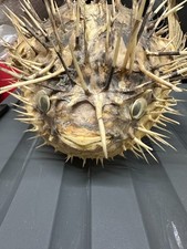 Pesce Istrice Porcospino imbalsamato - Diodon hystrix