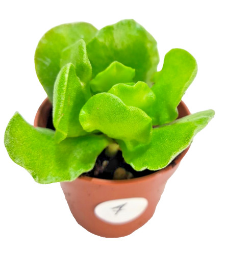 Adromischus cristatus zeyherii - adromischus,