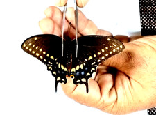 papilio polyxenes ssp asterius