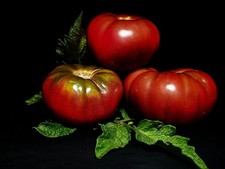 Tomato cherokee purple - cherokee, 30