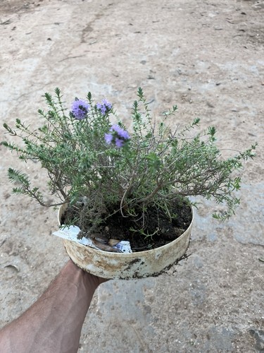 Bonsai timo pianta macchia - bonsai,