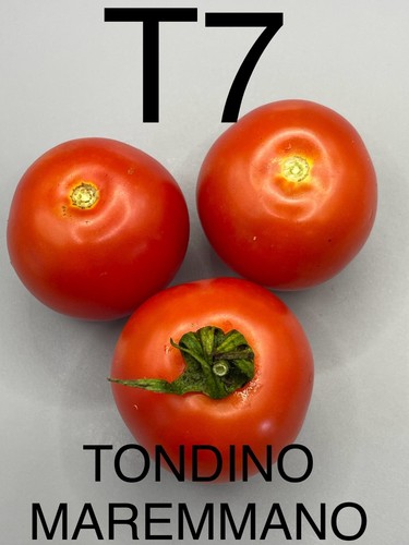 Graine seed tomate dwarf - seed,