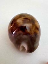 CYPRAEA VENUSTA EPISEMA f