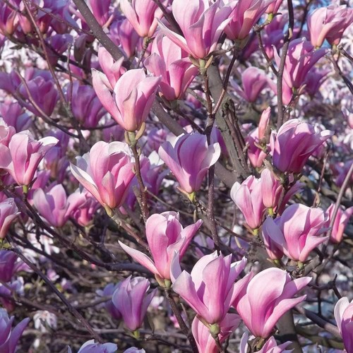 Magnolia giapponese - magnolia,