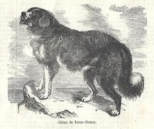 Stampa antica cane terranova - antica,