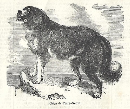 Stampa antica cane - stampa,